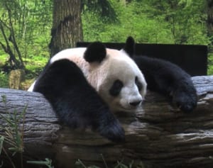 上野動物園パンダのリーリー＆シンシンがお引っ越し