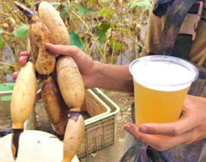 レンコンビールいかが？　コザ麦酒工房で試飲会　宜野湾サンキューファーム収穫