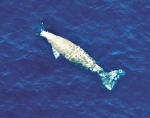 ジュゴンの鳴き声、公開せず　基地建設工事続く大浦湾での音声　防衛省「調査会社と契約ない」