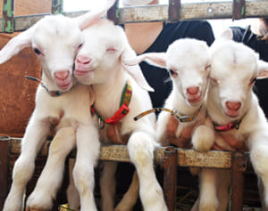 超メェ～ずらしい！　四つ子のヤギが誕生　母ゆり子、1年で2度の出産もまれ