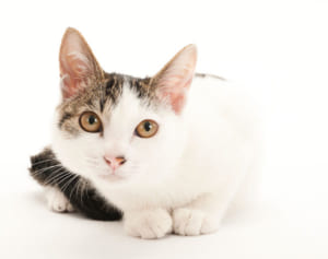 「ゆっくりまばたき」で猫と仲良くなりやすく…英大学が研究