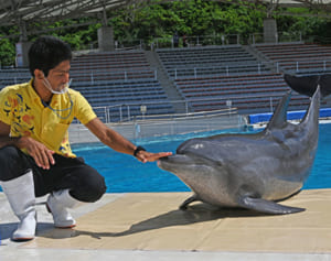 オキちゃん飼育46年目　国内最長記録を更新中　ショーも現役のイルカたちリーダー