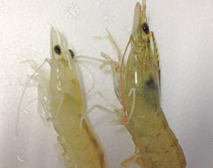 エビ大量死、感染水槽の水が海に　業者ろ過、消毒はせず　沖縄県発表