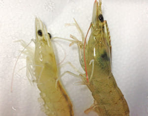 国内初確認の伝染病でエビ大量死　10万尾のうち残ったのは2千尾…　沖縄・大宜味の養殖場