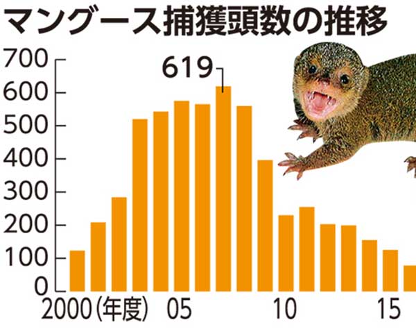 「マングース順調に減少」　沖縄本島北部で希少種増える　駆除12年で619匹→39匹