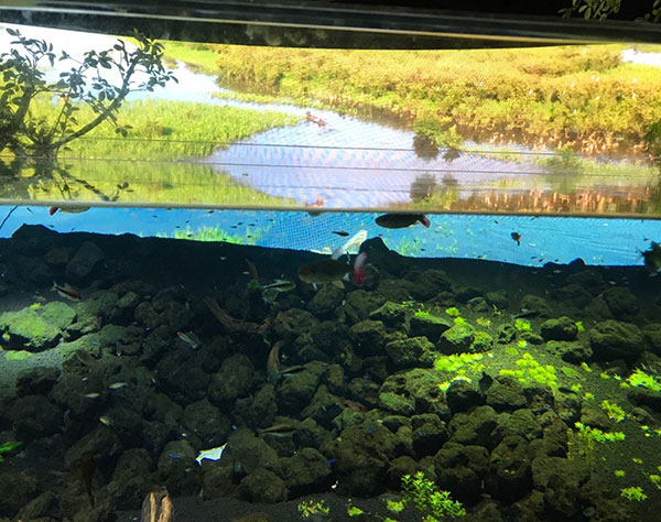 川崎の水族館が“アマゾン”に！「カワスイ」で画期的体験