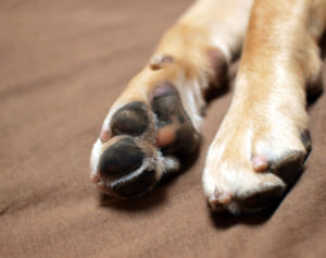 自分の死後、ペットの面倒を見てもらうには「遺言」の作成を