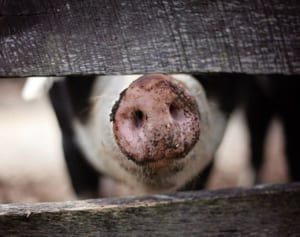 ブタ小屋のライブ配信中に火事　たった1人の視聴者が通報