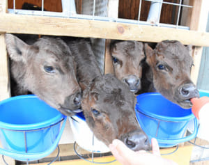 びっくり！四つ子産みました　珍しい多胎の牛　難産乗り越え、母子とも健康