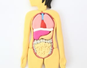 不調が出やすいのはどの臓器？生年月日で内臓タイプを診断