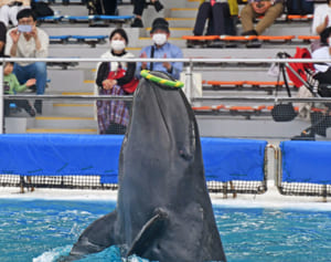 オキちゃん劇場に3歳「サン」デビュー　父母と同じ舞台で大ジャンプ　美ら海水族館
