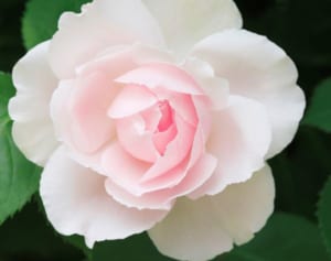 コロナ禍の今こそ…「花の画像」を眺めて血圧を下げる