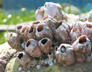 実は高級食材！海岸にいるフジツボの食べ方を専門家が伝授