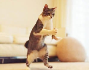 癒しショット満載！インスタで話題の面白にゃんこ厳選13点