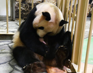 安住アナに宣戦布告！　赤ちゃんパンダの名づけ予想をしてみた。