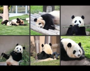 シャンシャン返還延期の一方で「アドベンチャーワールド」のパンダ一家に注目！