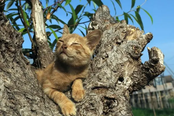 世界ネコ歩き 岩合光昭さんの可愛すぎる ネコと牛 写真 女性自身