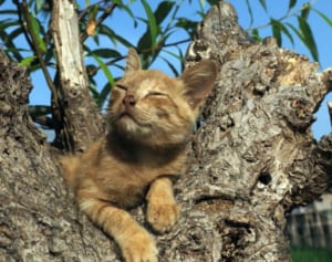 『世界ネコ歩き』岩合光昭さんの可愛すぎる「ネコと牛」写真