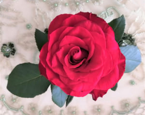 予約開始の「Sexy Zone 2021年度カレンダー」意気込みを5人が語る