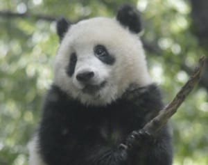 中国返還？のシャンシャン「奇跡の3年半モフかわショット17」