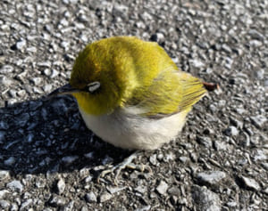 路上で眠るメジロ、ジョギング男性が肩に乗せ「救出」　元気に空へ