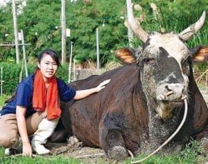 丑年だからこそ見に行きたい！ ひそかなブームを迎える闘牛の見どころを徹底解剖 【島ネタCHOSA班】