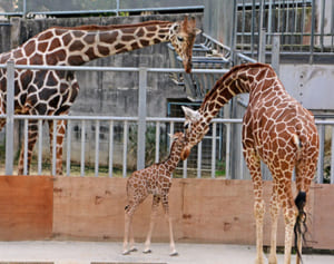 14年ぶり赤ちゃんキリン誕生！「スーパー安産」すくすく成長　沖縄こどもの国