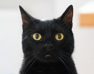 7年前行方不明になった猫と再会…クリスマスに奇跡起こる