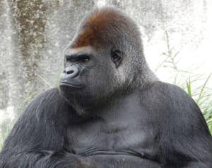 ゴリラにコロナ陽性反応　類人猿の感染確認は初か