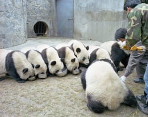 本場・中国のパンダ大量発生写真が可愛すぎてため息