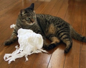 【ご長寿ネコ】目指せ20才超え！　飼い主に聞いた長生きの秘けつ