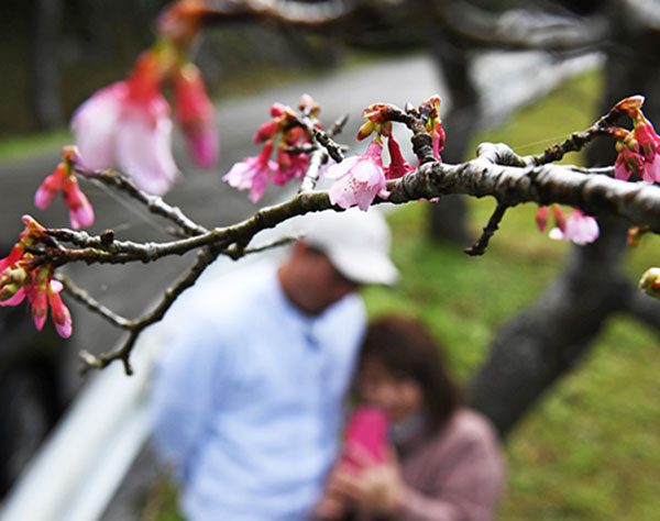 沖縄でサクラが咲き始める　本島北部、本部町八重岳のヒカンザクラ