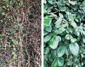 肥満の多い県民の救世主となるか！？北部地域に伝わる「いしまき茶」の秘めたるパワーとは！【島ネタCHOSA班】