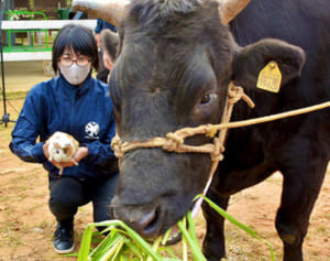 ネズミからウシへ…今年の「主役」に引き継ぎ式　沖縄こどもの国