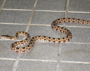 タイワンハブ、沖縄本島で生息拡大　辺野古や今帰仁でも確認「ものすごい勢い」