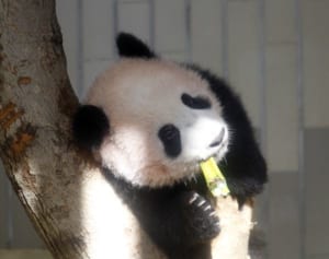 シャンシャンは「奇跡の子」自然交配の難関乗り越えたアイドル