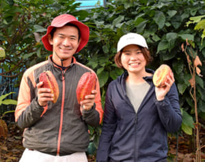 豆ぎっしり！大宜味産のカカオ初収穫　種から育てて5年「チョコ一貫生産を」