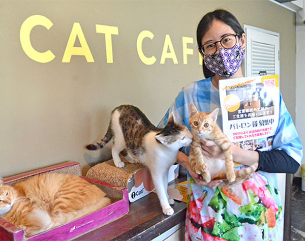 保護猫支援の猫カフェに善意の250万円集まる…コロナで経営ピンチ、ネット呼びかけに