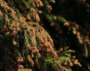 スギとヒノキは昨年の1.8倍…花粉の“飛散量増”に警戒を