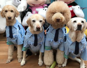 可愛くて癒されるコスプレ犬16匹♪予想外の志村けんさん発見！