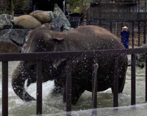 市原ぞうの国がリニューアル 象ロゴのドムドムバーガーも出店