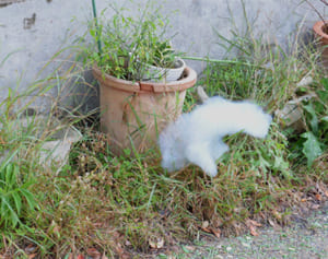 空自那覇基地の泡消火剤からPFOS　説明と食い違い　2月に流出、京大・原田氏が分析