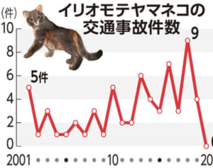 イリオモテヤマネコの交通事故、22年ぶりゼロ　コロナ下で交通量減り
