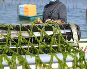 アーサ今が旬、天ぷらや卵焼き…でも汁が一番　北中城