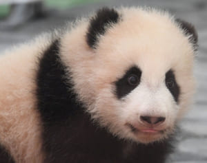 応募総数11万超！かわいすぎパンダ赤ちゃん名前の意味は？