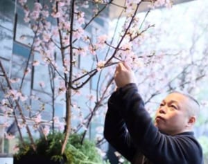 東京・瑞華院に1000本の桜咲く。花人・赤井勝さんがコロナ終息に込めた願い