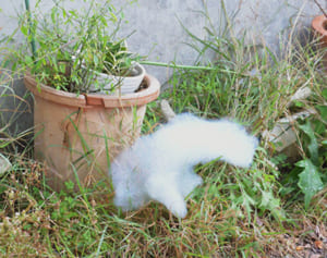 空自の泡消火剤　那覇市が調査項目を追加　PFHxSなど代替物も