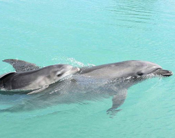 イルカの赤ちゃん誕生！人工授精で出産「無事に生まれてほっとした」