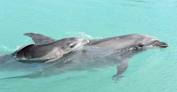 イルカのニュース記事まとめ 女性自身
