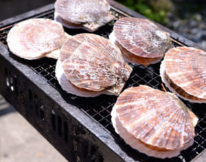 認知症予防だけじゃない！ホタテ・タコ・サケの嬉しい効果